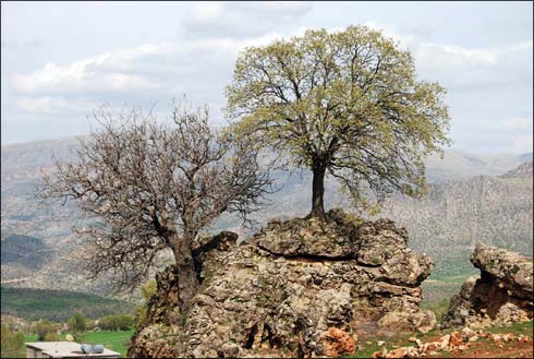 apoizm apocu nedir?